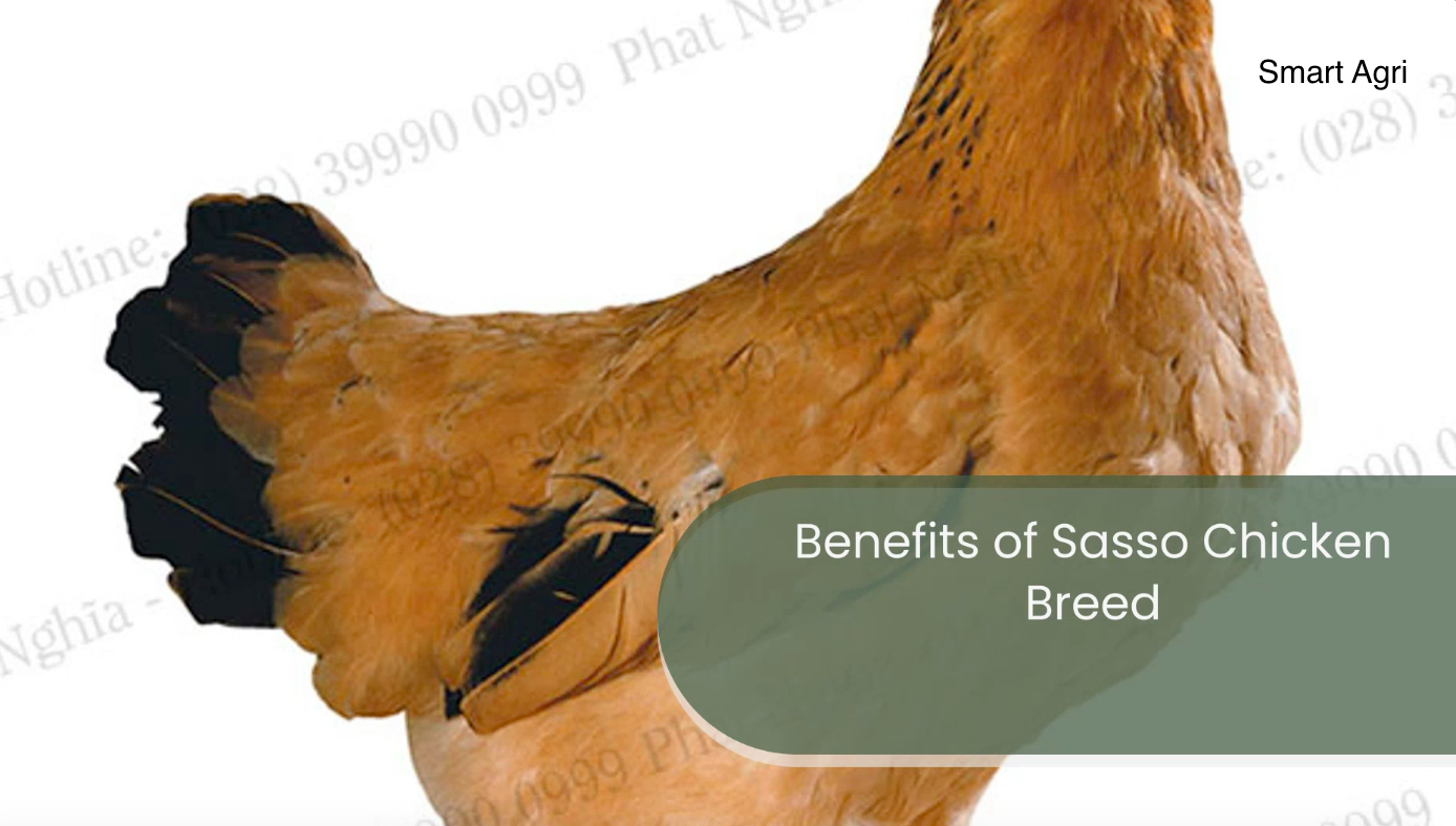 Benefits of  Sasso Chicken Breed |Chicken Production