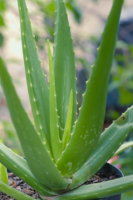 Step-by-step guide to grow Aloe Vera plant in your Garden| Medicinal Plant