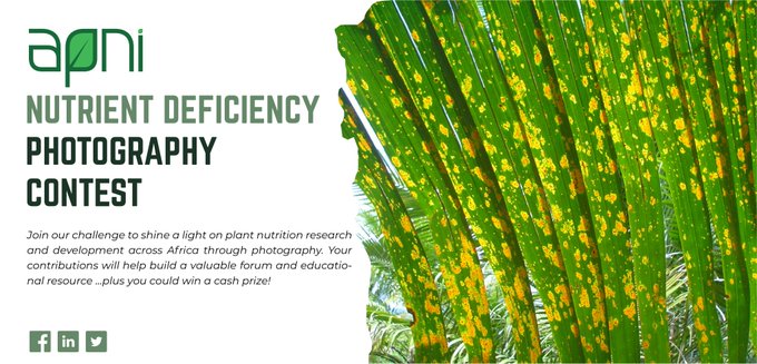 Nutrient Deficiency Photography Contest 2023| African Plant Nutrition Institute (APNI)