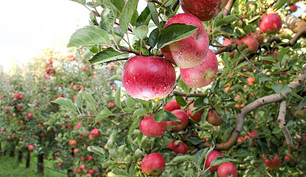 PhD Scholarship Opportunity| Precision Apple Crop load MANagement to improve fruit quality and to prevent alternate bearing in Irish orchards.