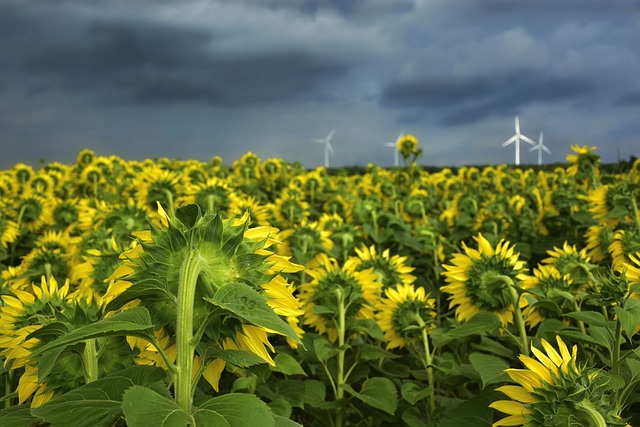 PhD Scholarship| Exploring Sustainable Ecosystem Innovation: A Framework for Sustainable Bioeconomy Business Models in Ireland