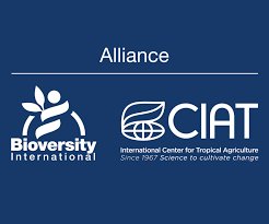 Job Opportunity: Bean Program Breeder |Alliance Bioversity & CIAT