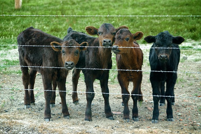 PhD Scholarship| Pre- and post-weaning feeding strategies to improve the health and behaviour of dairy calves in Ireland
