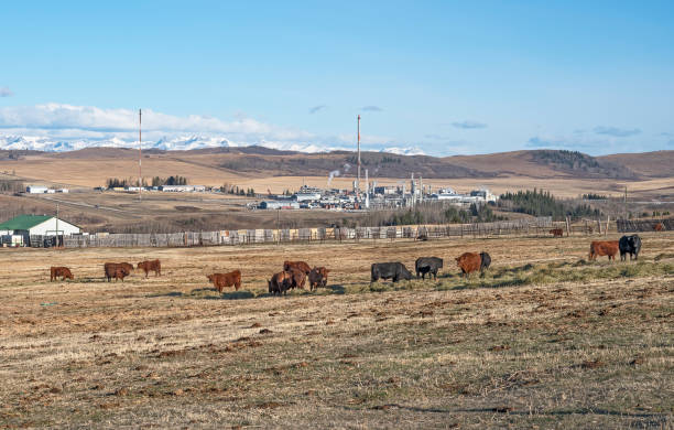 PhD Scholarship Opportunity on: “Assessing the impact of climate action mitigation strategies on key zoonotic Pathogens in bovine production systems”