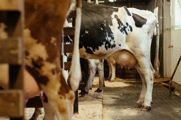 PhD Scholarship Opportunity| Heifer mastitis: Exploring risk factors and control measures in Irish dairy herds