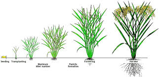 Senior Scientist I - Precision Agronomist & Project Coordinator with International Rice Research Institute (IRRI)