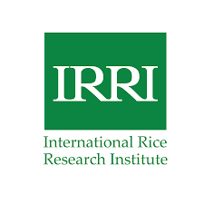 Postdoctoral Fellow - Agri-food Systems| International Rice Research Institute (IRRI)