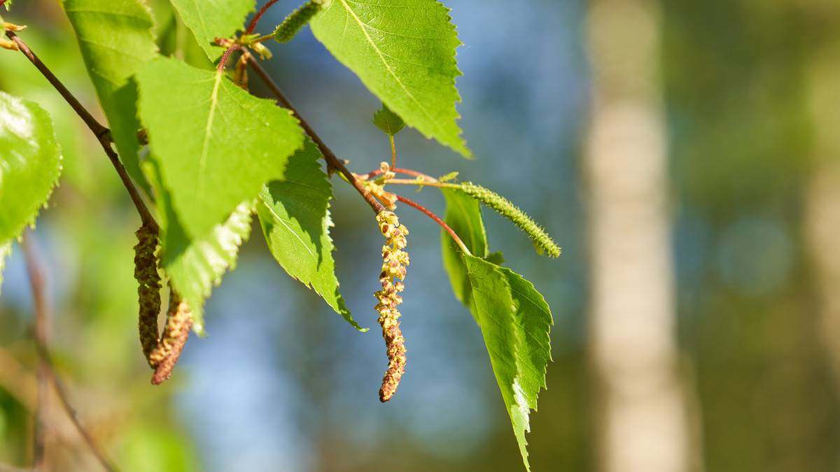 PhD student position in forest genetics with focus on silver birch flowering and seed production