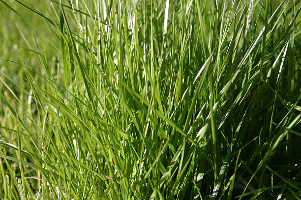 PhD Scholarship Opportunity| AgriAdapt: Quantifying the incidence and effect of increasing disease pressure on perennial ryegrass varieties