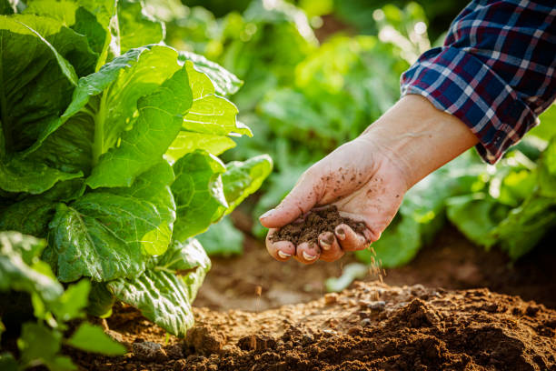 PhD Scholarship Opportunity| Microbial Ecology of Anaerobic Digestion Systems Treating Manure and Grass Silage