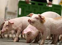 TEAGASC PhD WALSH Scholarship Opportunity On “ The Role Of Pigs in Irish Circular Food Systems”