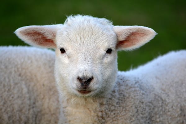 PhD Scholarship Opportunity| Genetics of ewe survival; breeding for longevity