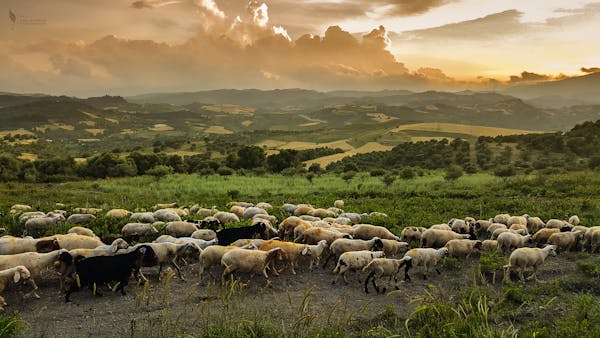 Msc Scholarship Opportunity| Exploiting genomics to advance genetic gain for health traits in sheep