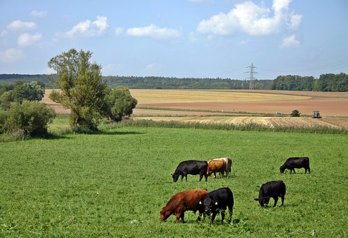 Fully Funded Post graduate Scholarship| "Dairy Grassland Management At Low Chemical Nitrogen - Defining A Blueprint For Multispecies Swards For Agronomic And Environmental Benefits”