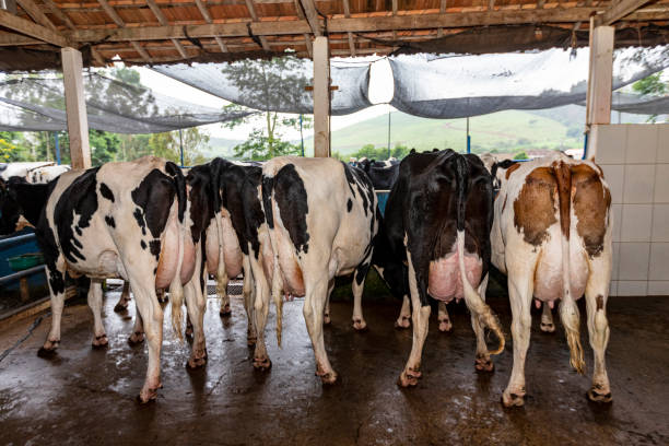 Fully Funded PhD Scholarshi| Emulsion-based formulations containing newly discovered bacteriocin producers as probiotics for treating bovine mastitis