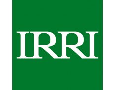 IRRI Senior Scientist I - Quantitative Genetics and Biometrics