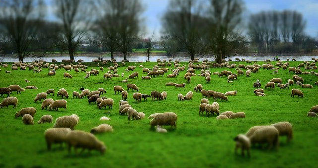 Fully Funded PHD Scholarship: An investigation into reducing chemical N inputs and the environmental footprint of pasture based sheep production systems