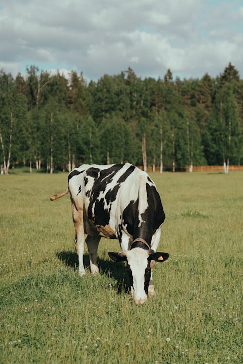 PhD Scholarship Opportunity| Evaluating techniques to estimate dry matter intake of dairy cows grazing diverse swards.