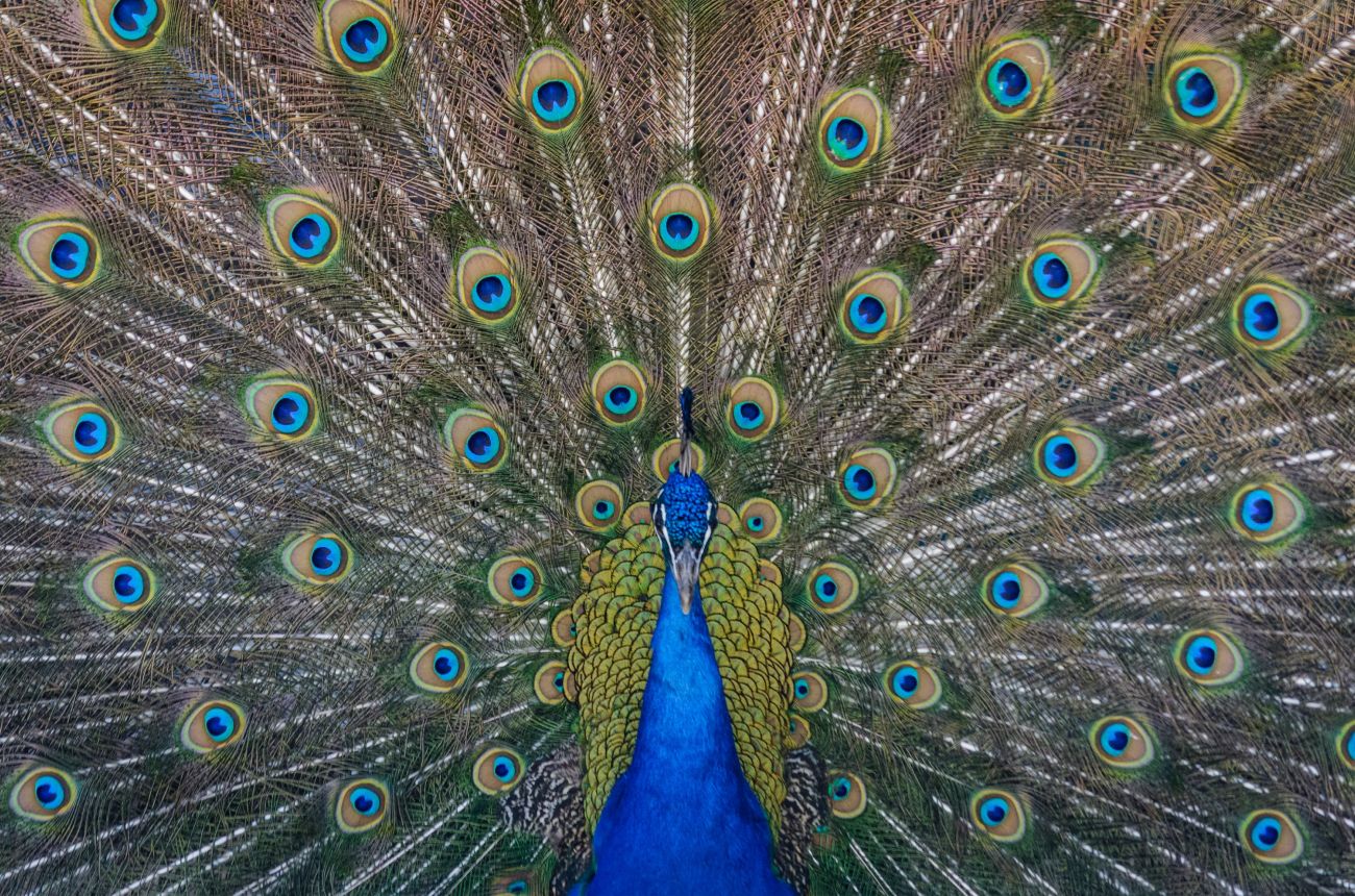 Peacock spreading its feathers