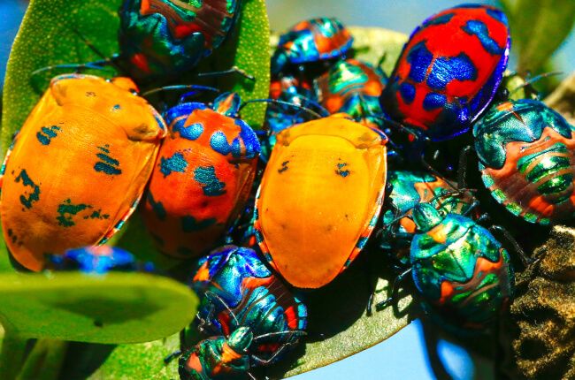 Colorful assortment of bugs