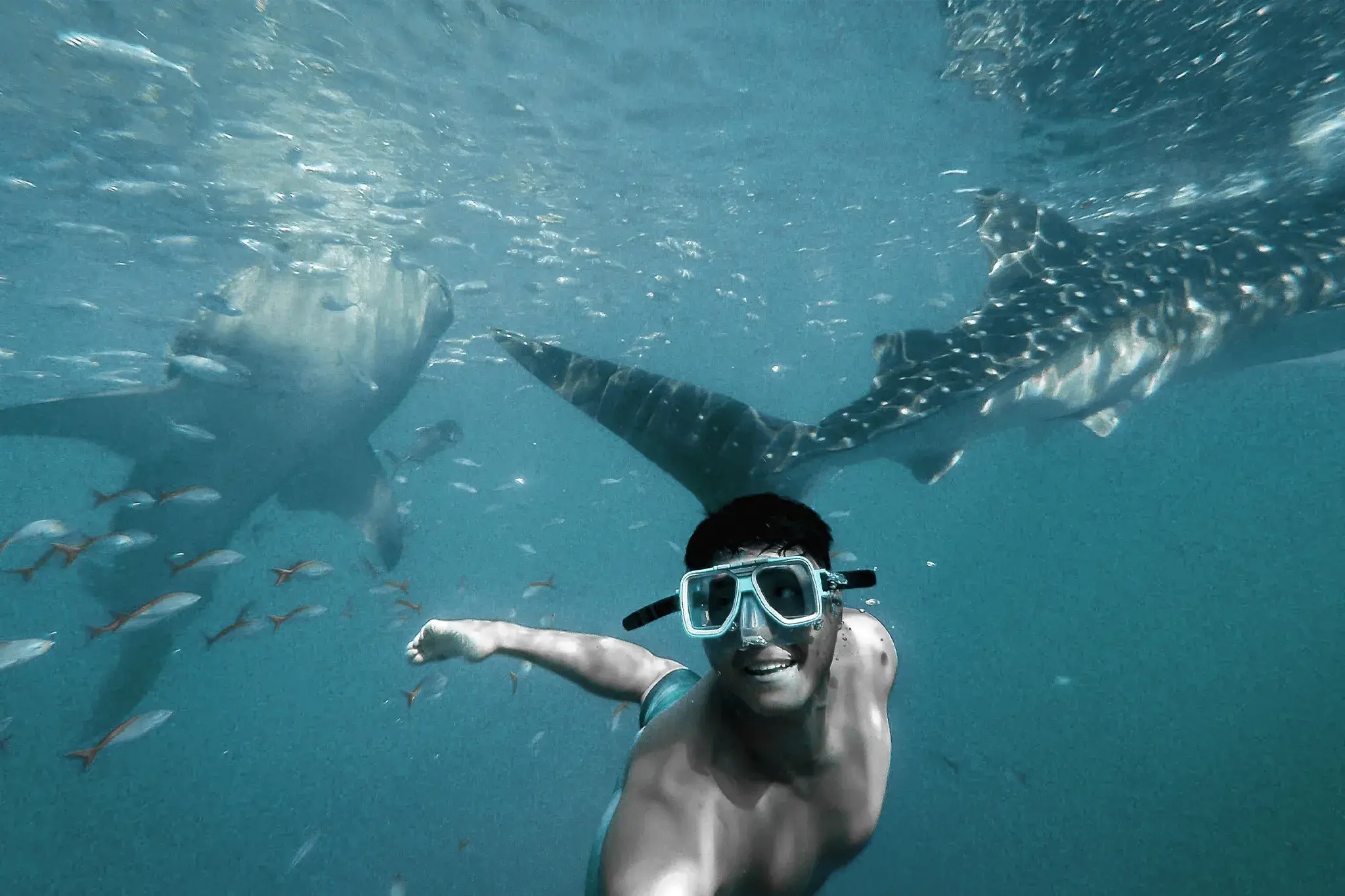 Whale Shark Tour From Playa and Riviera Maya - Isla Fun Tours