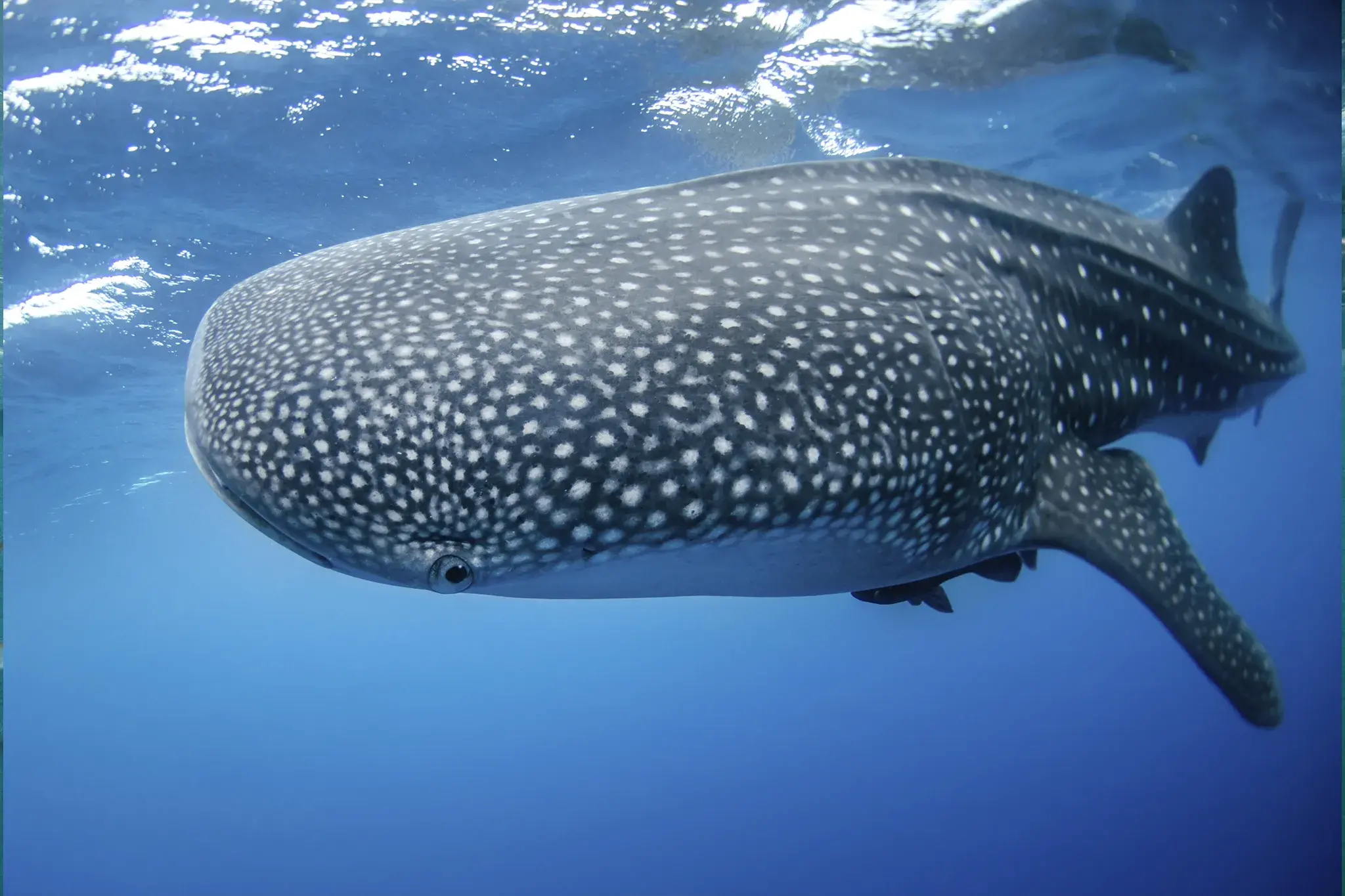 Whale Shark Tour From Playa and Riviera Maya - Isla Fun Tours