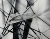 <p><b>Thomas Ruff<br />
</b><i>e.l.- n° 09 I</i>, 2024<br />
Inkjet print on canvas<br />
246 × 201 cm | 96 7/8 × 79 1/8 in (framed)<br />
Edition of 4</p>