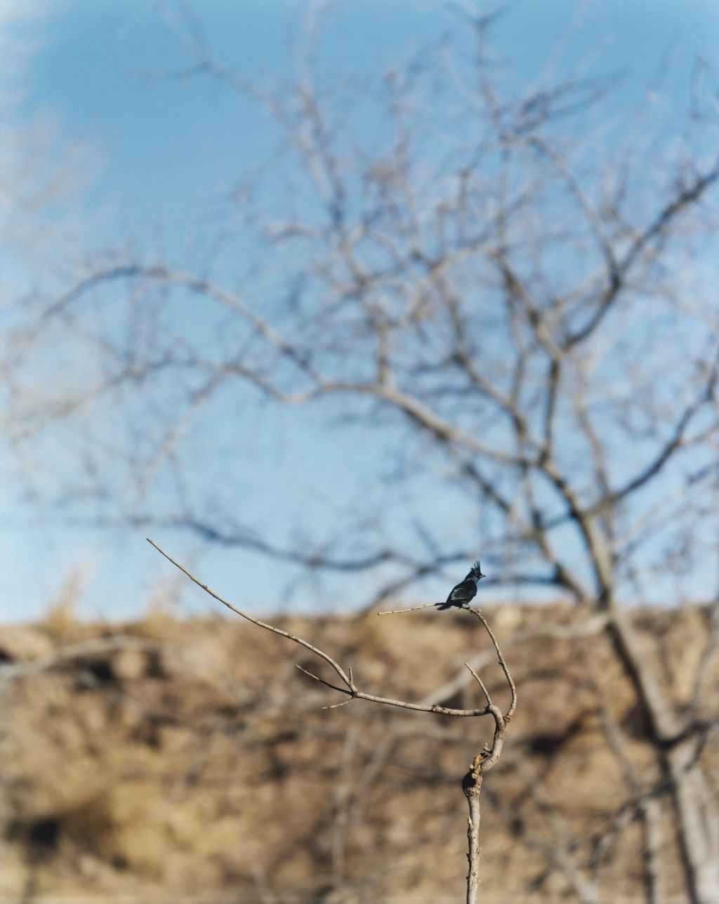 Jean-Luc Mylayne – Jean-Luc Mylayne – Berlin