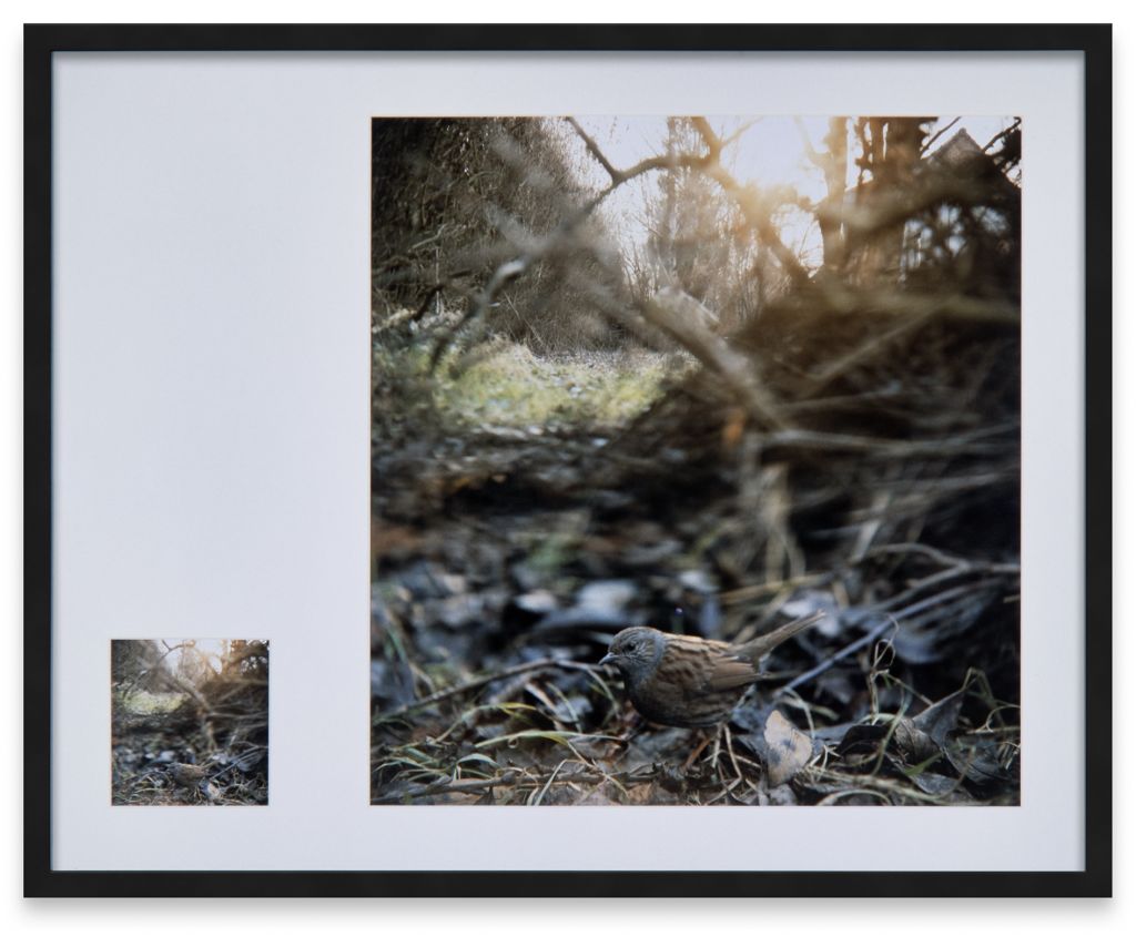 Jean-Luc Mylayne – Kairiciforms’ Impression – Cologne