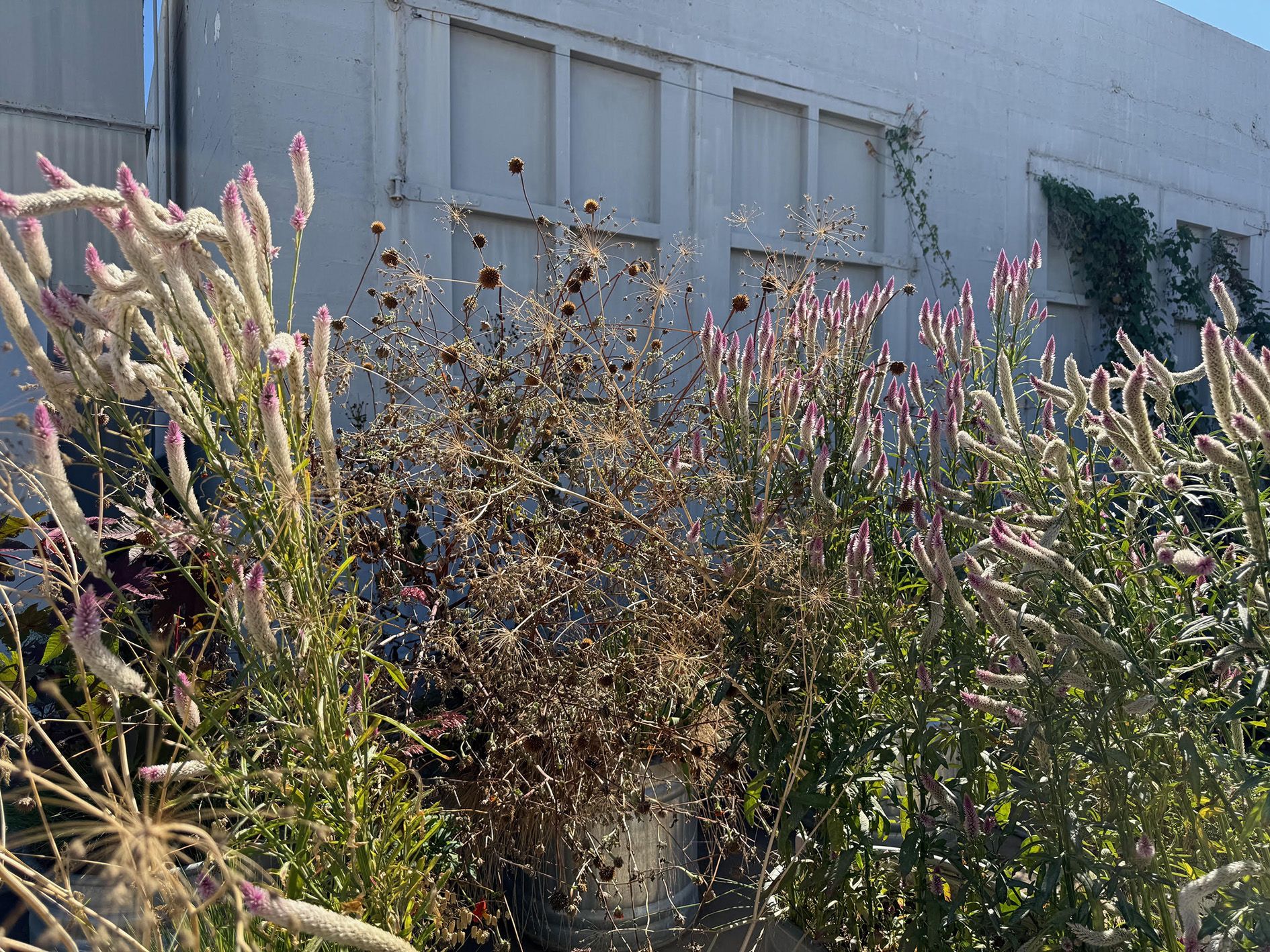 Wild garden with pink flowering plants and dried seed heads against blue wall