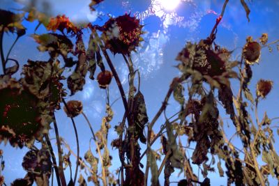 Peter Fischli David Weiss Estate