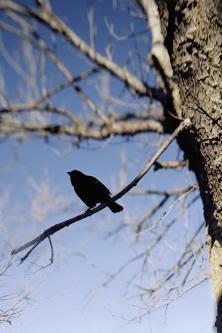 Jean-Luc Mylayne – Jean-Luc Mylayne – Berlin