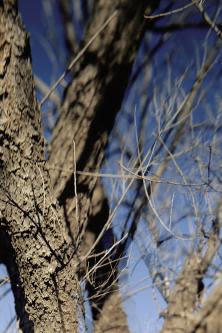 Jean-Luc Mylayne – Jean-Luc Mylayne – Berlin