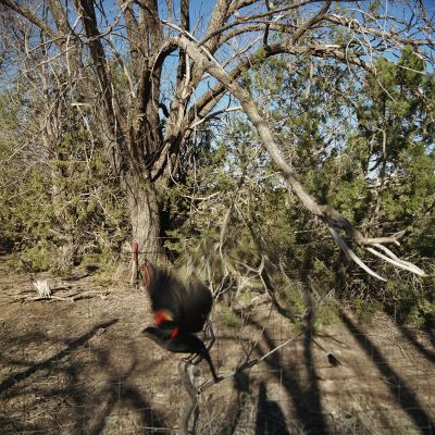 Jean-Luc Mylayne – Jean-Luc Mylayne – Berlin