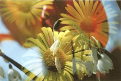 Peter Fischli David Weiss