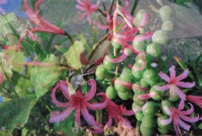 Peter Fischli David Weiss