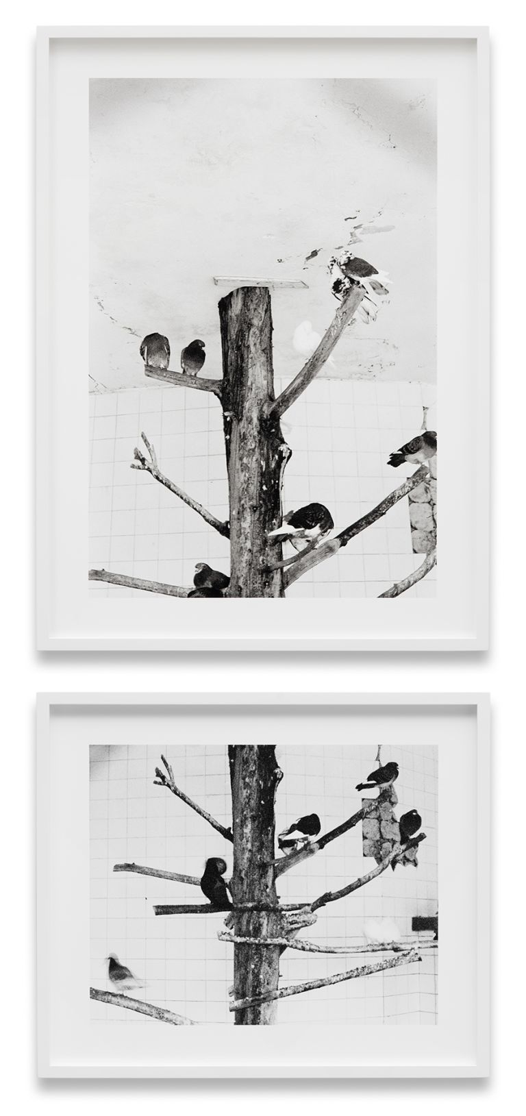 Anri Sala
Voladores, 2020
Black and white photograph on baryte paper, mounted on dibond, 2 parts
70 × 50,2 cm; 42,5 × 50,2 cm
27 5/8 × 19 3/4 in; 16 3/4 × 19 3/4 in
Edition of 5 + 2 AP