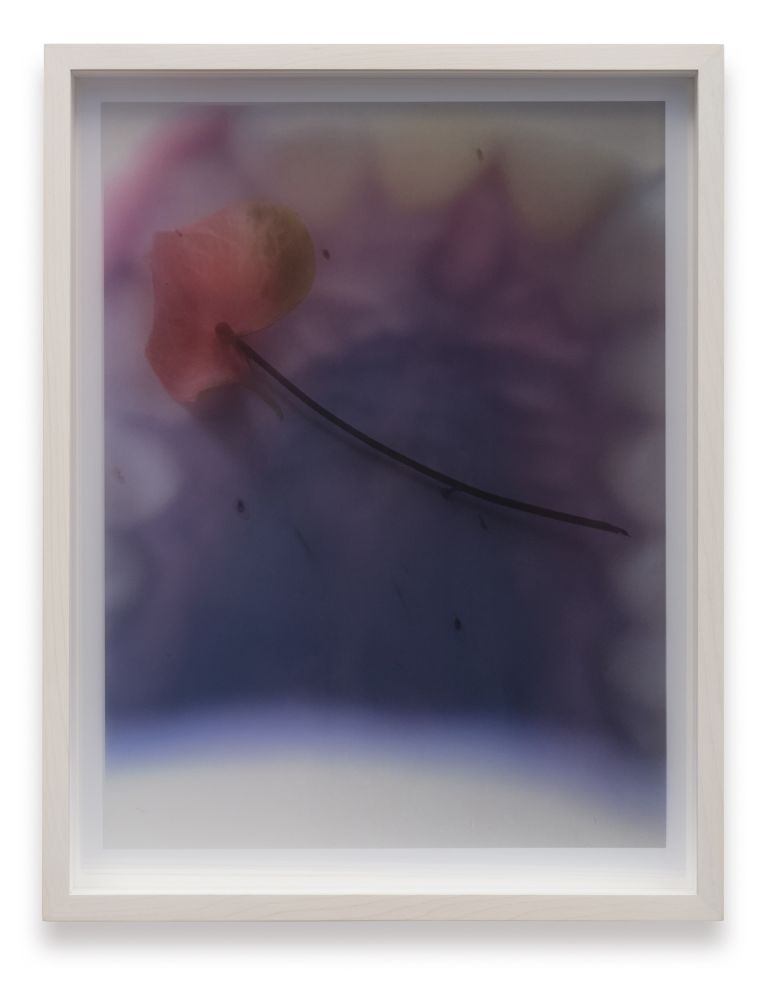 Ketuta Alexi-Meskhishvili
Pink Anthurium Pharynx, 2020
Two archival pigment prints on screen film in a box frame
30.6 × 22.7 cm
12 × 9 inches
Edition of 2 + 2 AP