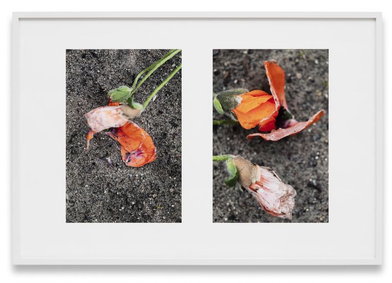Thomas Struth 
Orientalischer Mohn (Papaver orientale) 1, Feldberger Seenlandschaft 2020, 2020
inkjet print
77.5 × 115 cm
30 1/2 × 45 1/4 inches
81.5 × 119 cm (framed)
32 × 46 7/8 inches (framed)
Edition of 10