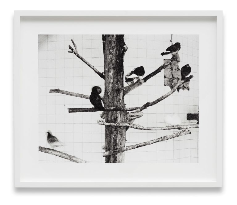 Anri Sala
Voladores, 2020
Black and white photograph on baryte paper, mounted on dibond, 2 parts
70 × 50,2 cm; 42,5 × 50,2 cm
27 5/8 × 19 3/4 in; 16 3/4 × 19 3/4 in
Edition of 5 + 2 AP