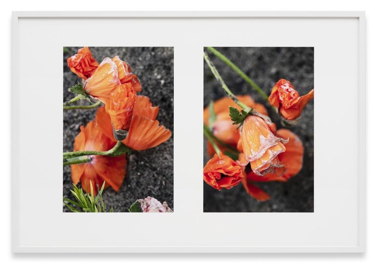 Thomas Struth
 Orientalischer Mohn (Papaver orientale) 2, Feldberger Seenlandschaft 2020, 2020
inkjet print
77.5 × 115 cm
30 1/2 × 45 1/4 inches
81.5 × 119 cm (framed)
32 × 46 7/8 inches (framed)
Edition of 10