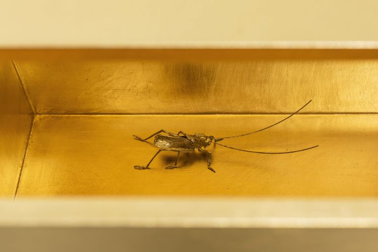 Haris Epaminonda
Untitled #02 a/j, 2020
Box with brass gilding on wood, lid with brass gilding on wood and black ink on chalk base, black patinated old bronze vase, brass cricket and framed found book page
Box: 30 × 45 × 28 cm
Lid/ Vase: 16.5 × 6 × 6 cm
Cricket: 14 × 5 × 5 cm 
Framed book page: 30.9 × 23.7 × 2.5 cm
Box: 11 7/8 × 17 3/4 × 11 inches
Lid/ Vase: 6 1/2 × 2 3/8 × 2 3/8 inches
Cricket: 1/2 × 2 × 2 inches
Framed book page: 12 1/8 × 9 1/4 × 1 inches
Edition unique