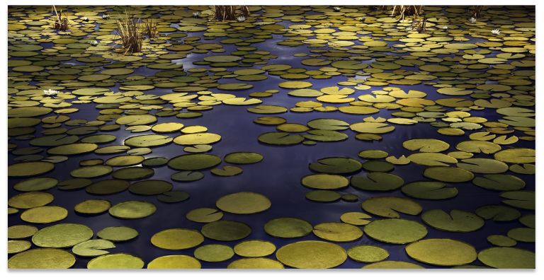 Thomas Demand
Pond, 2020
C-print/Diasec
200 &times; 399 cm
78 3/4 &times; 157 inches