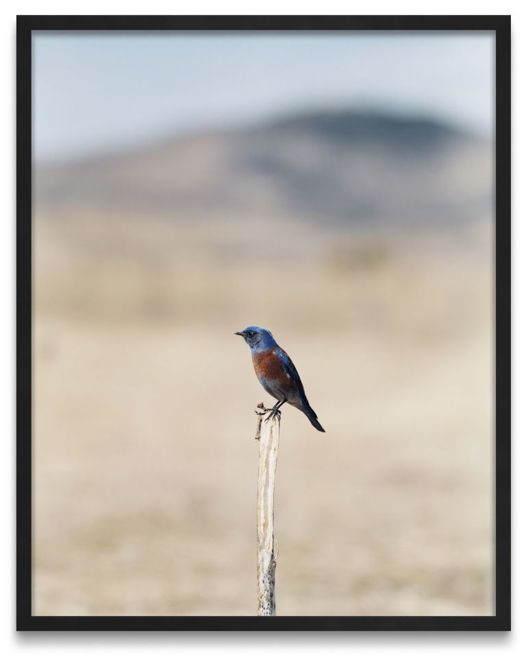 Jean-Luc Mylayne
A 7, Novembre 2006 – Mars 2007, 2006/2007
C-print
153 &times; 123 cm (framed)
60 1/4 &times; 48 3/8 inches (framed)