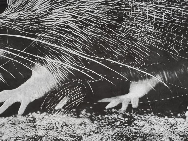 Analia Saban
Flow Chart (Prompt Drawing: Rat), 2023 (detail)
