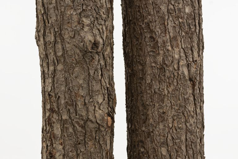 Lucy Dodd
Rising Rooted, 2024 (detail)