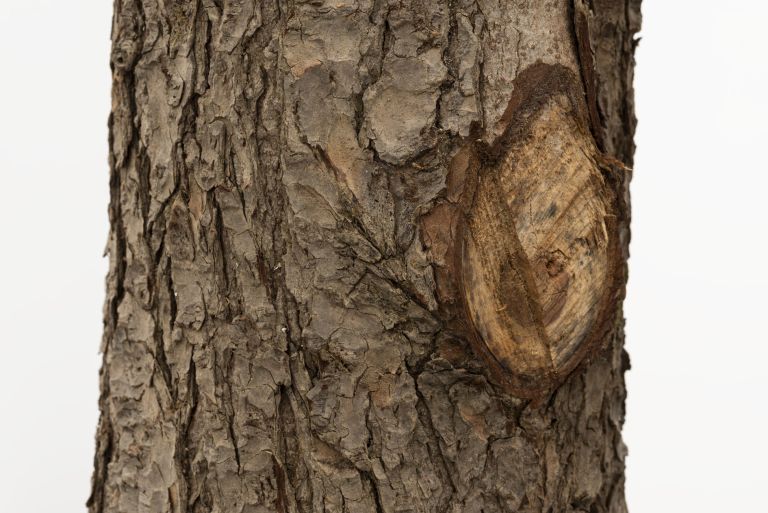 Lucy Dodd
Rising Rooted, 2024 (detail)