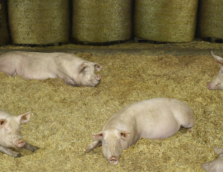 Andreas Gursky
Schweine II, 2020 (detail)