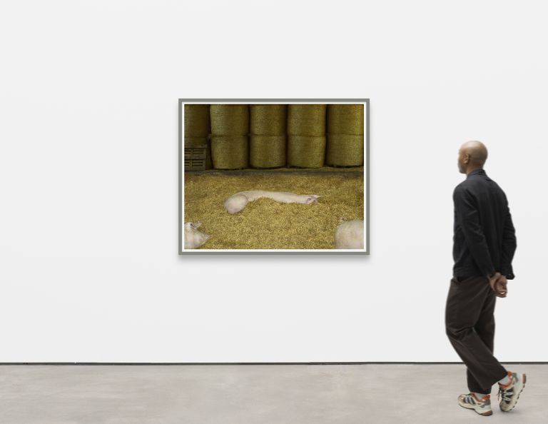 Andreas Gursky
Schweine I, 2020