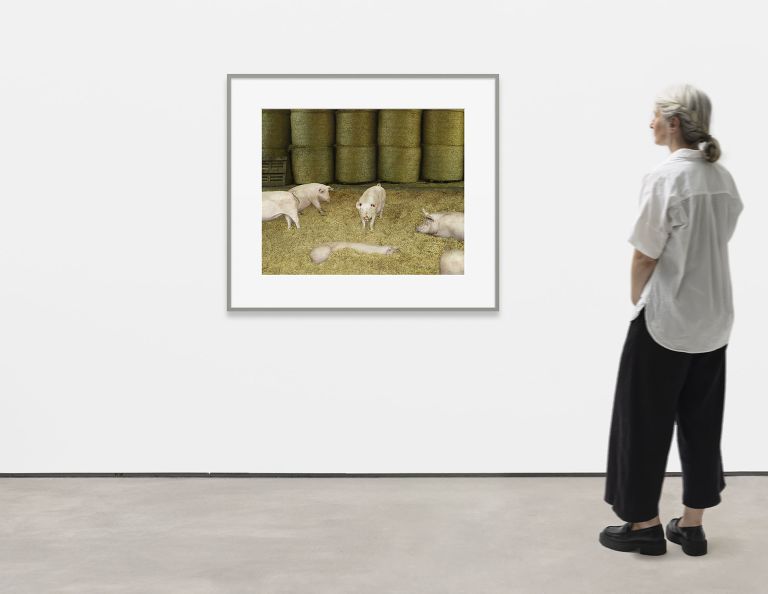 Andreas Gursky
Schweine III, 2020